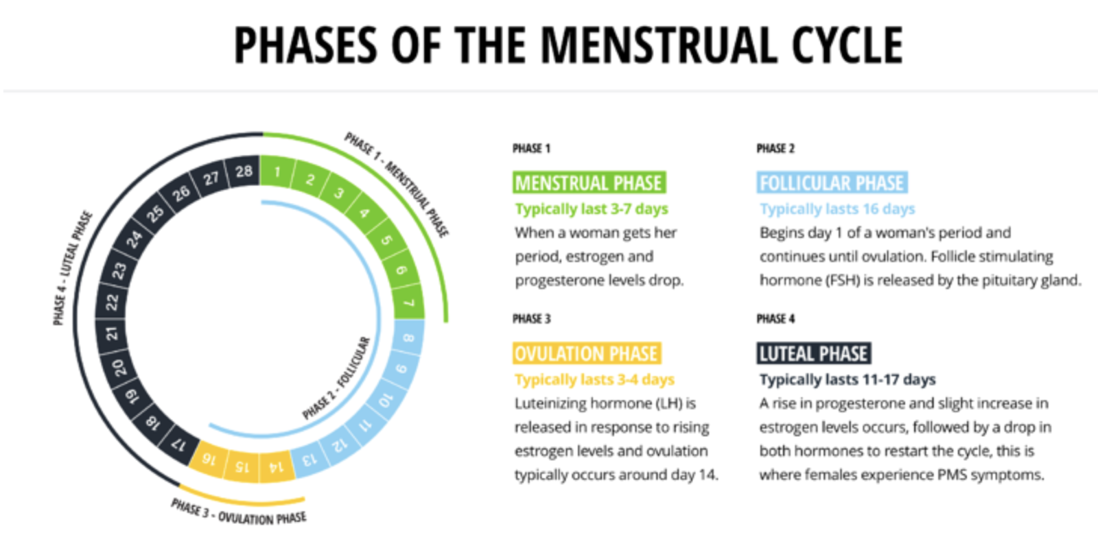 Adapting Nutrition & Exercise During Your Menstrual Cycle