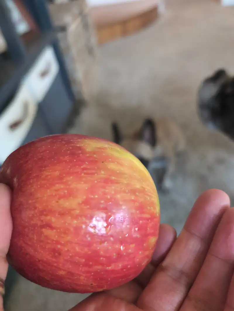 Healthy Fiber-Rich Apple Snack Recipe